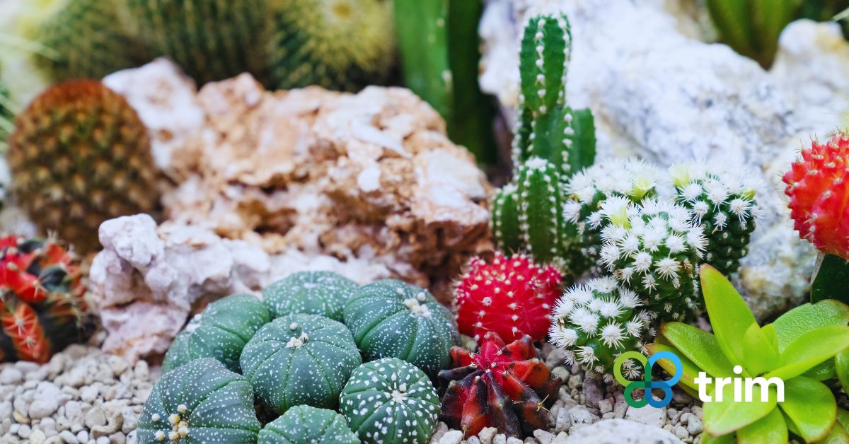 Gravel and cactus layout for Phoenix yard makeover
