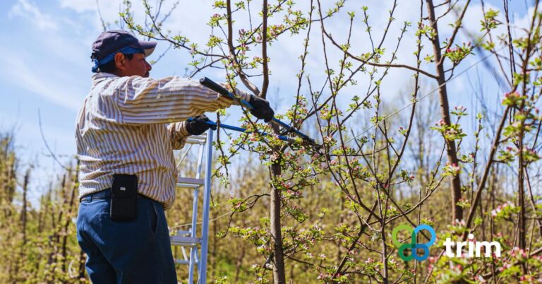 Tree Trimming Services Phoenix Homeowners Trust for Healthier, Safer, and Stunning Landscapes